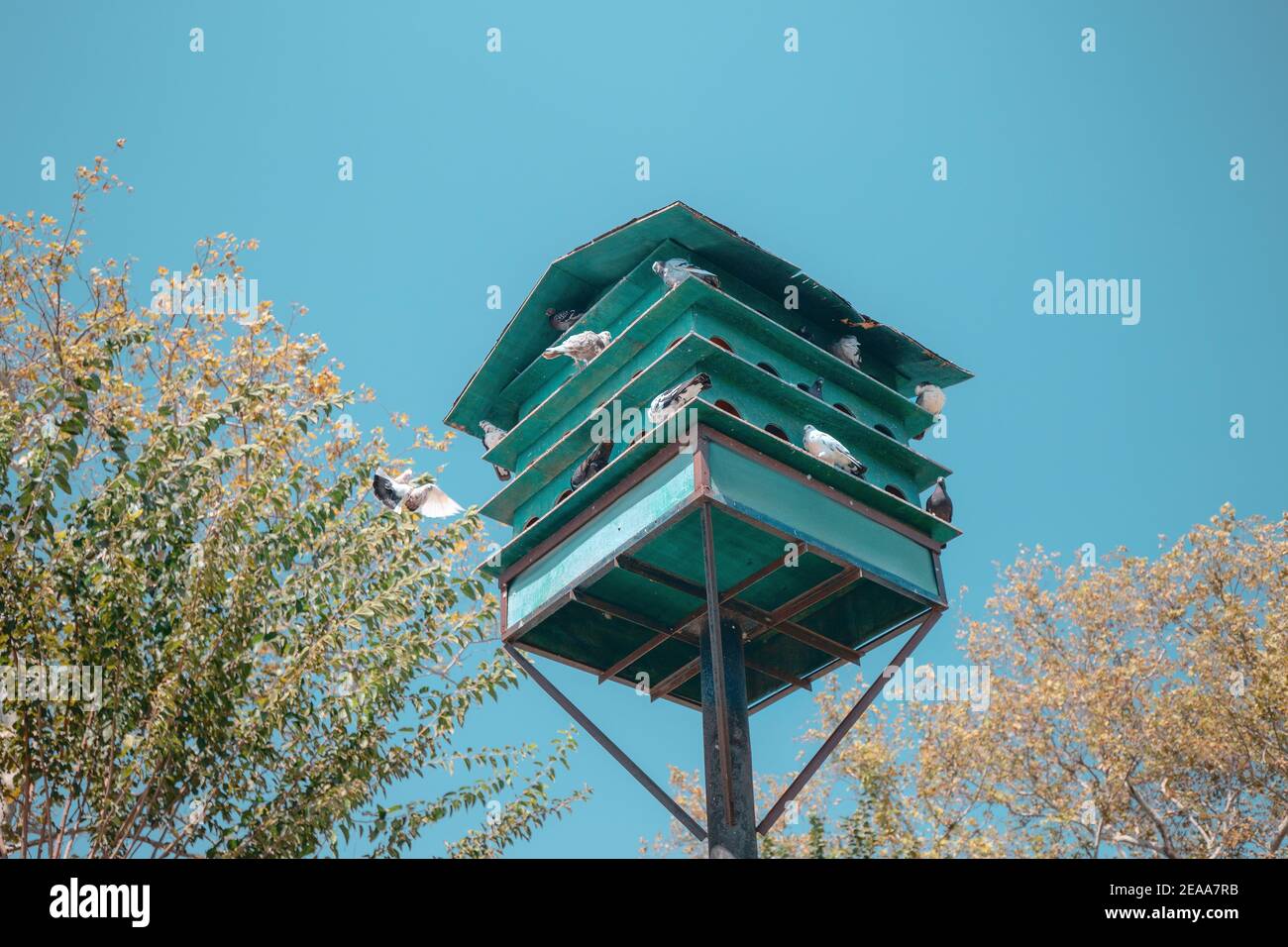 La casa degli uccelli della colombaia verde si trova su un palo alto nella città per l'allevamento privato o pubblico di piccioni Foto Stock