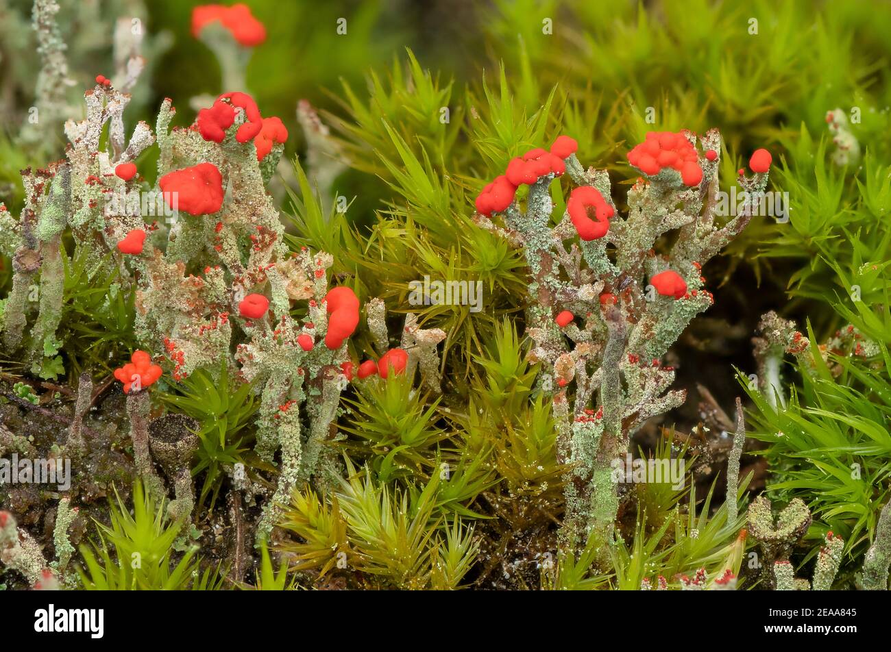 Cladonia diversa - un lichene rosso che cresce sulla brughiera, Dorset. Foto Stock