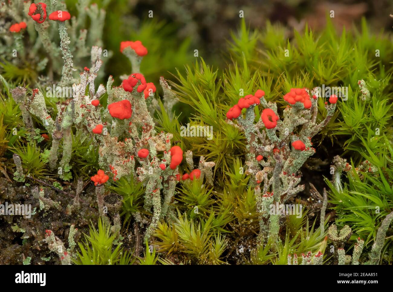 Cladonia diversa - un lichene rosso che cresce sulla brughiera, Dorset. Foto Stock