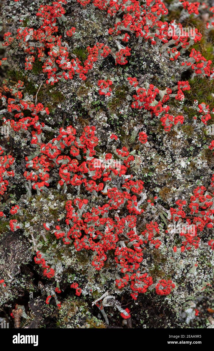 Matchstick Lichens, Cladonia floerkeana che cresce in massa su brughiera, Wareham Forest; Dorset. Foto Stock