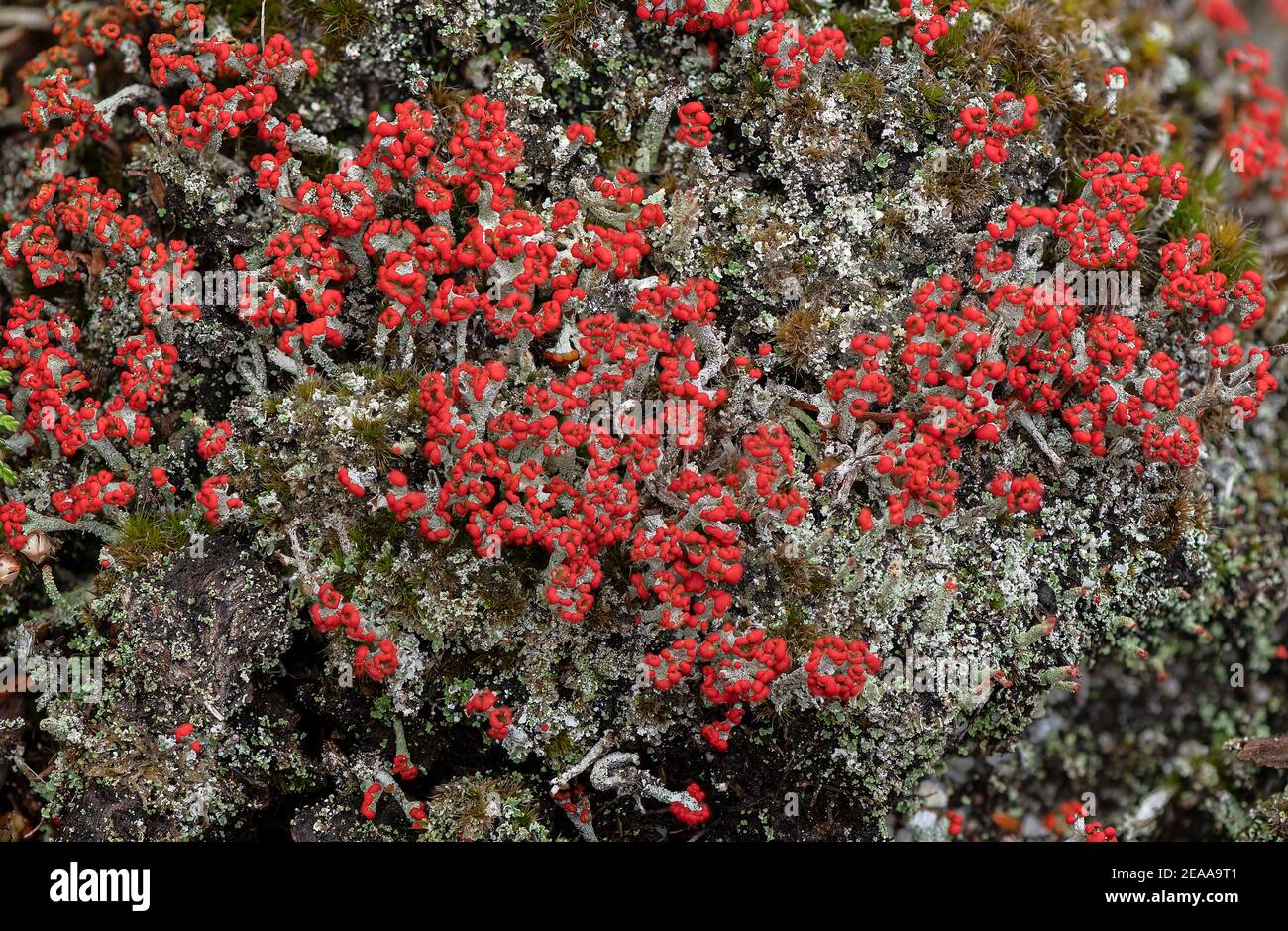 Matchstick Lichens, Cladonia floerkeana che cresce in massa su brughiera, Wareham Forest; Dorset. Foto Stock