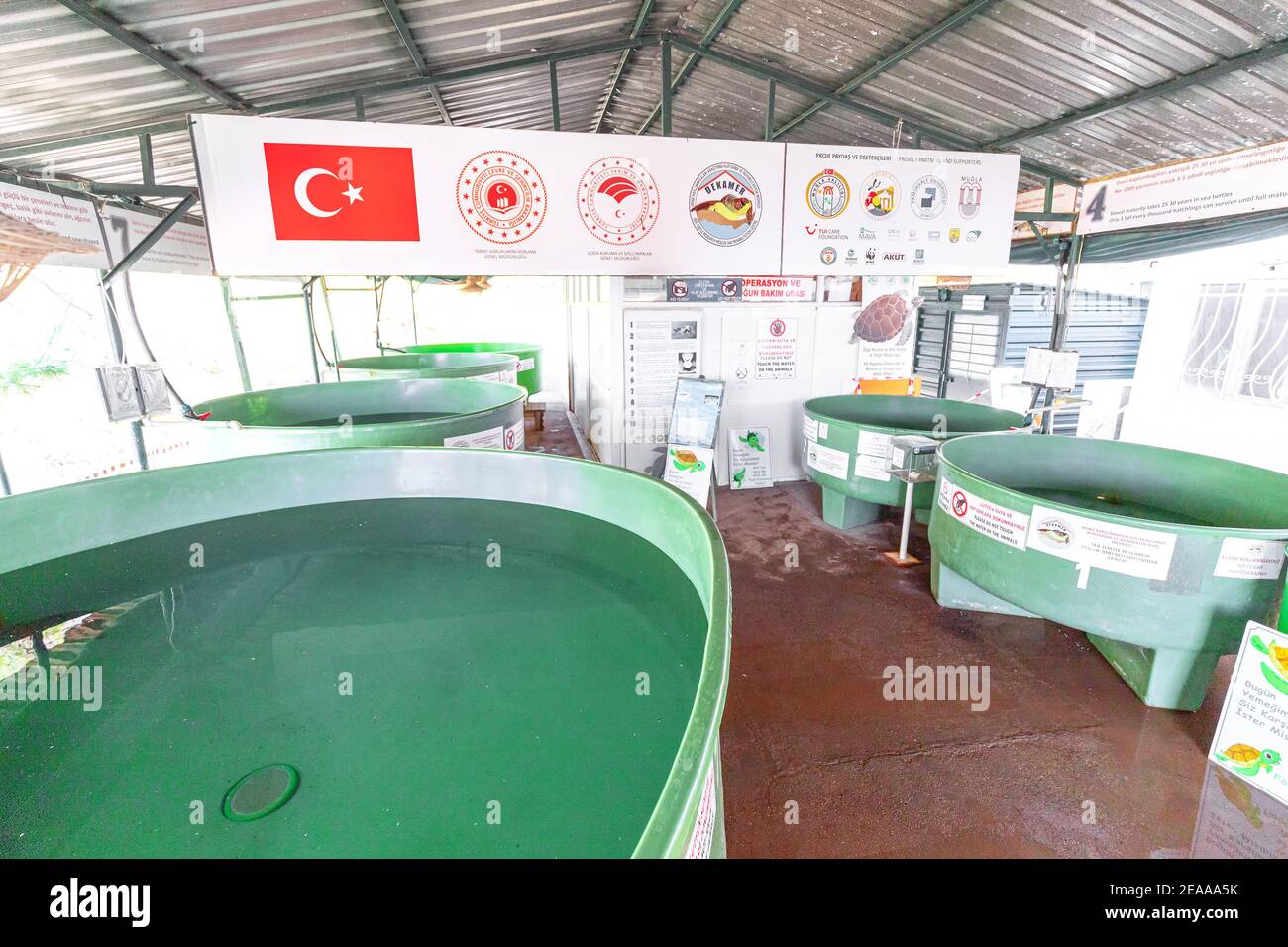 09 settembre 2020, Dalyan, Turchia: Ricostruzione, salvataggio e ricerca delle tartarughe di testa di loggerhead vicino alla spiaggia di Iztuzu. Grandi bacini di acqua di mare per anima Foto Stock