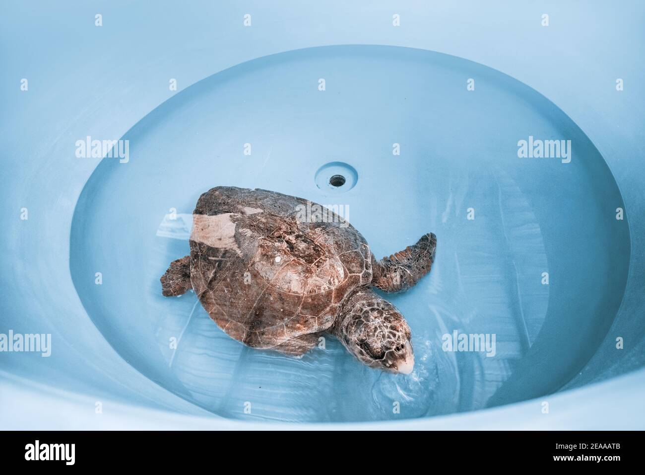 Una tartaruga lesa e malata è in fase di riabilitazione e trattamento in un centro veterinario in un grande bacino idrico. La maggior parte degli incidentali Foto Stock