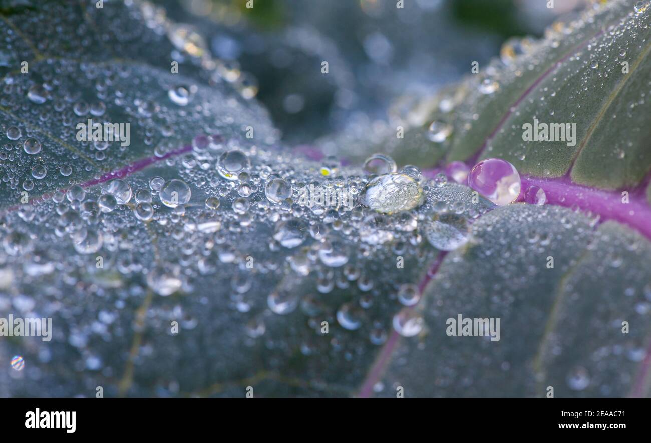 Gocce d'acqua (rugiada mattutina) sulle foglie di una pianta di broccoli germogliante viola in Irlanda Foto Stock