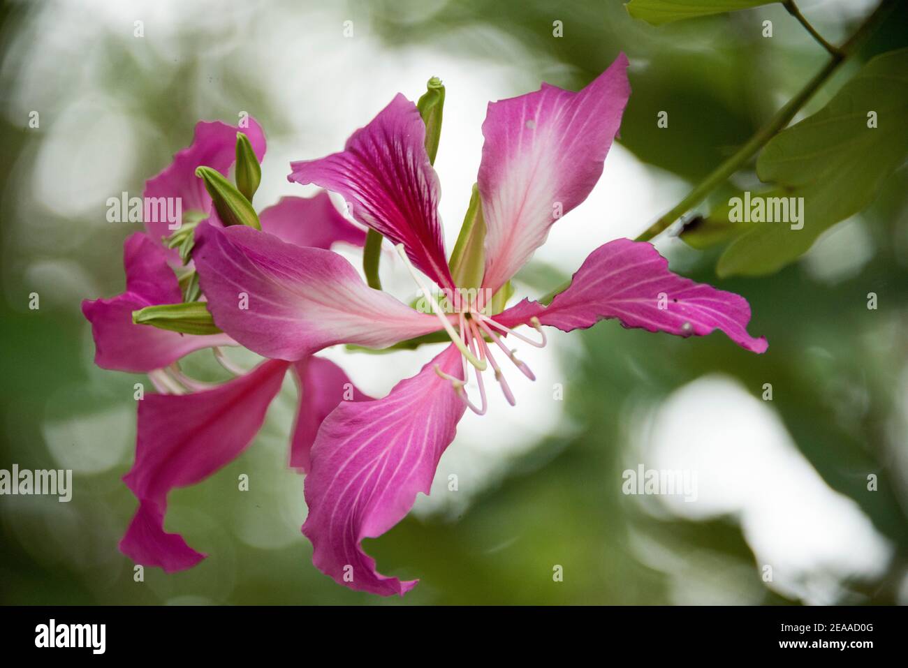 Fiore rosa sull'albero Vietnam Foto Stock