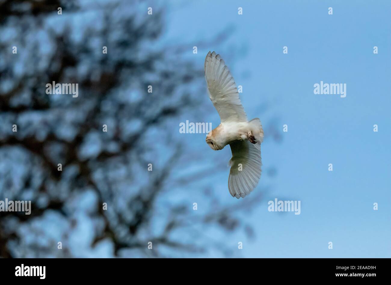 Gufo di fienile, Typto alba in volo su pascolo in inverno a mezzogiorno. Dorset. Foto Stock