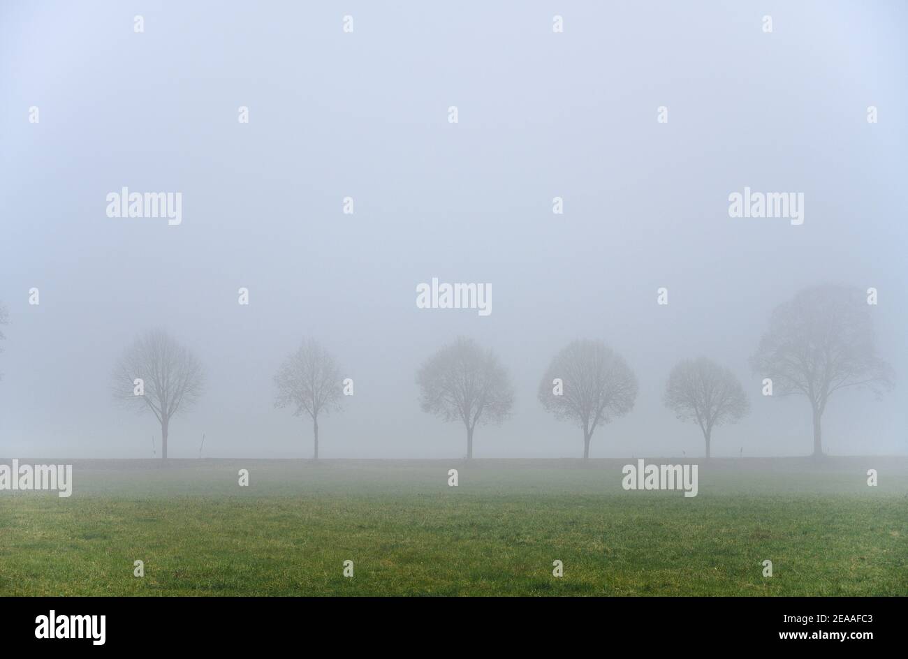 Germania, Baviera, alta Baviera, Oberland, Valle, Münchner Strasse nella nebbia Foto Stock