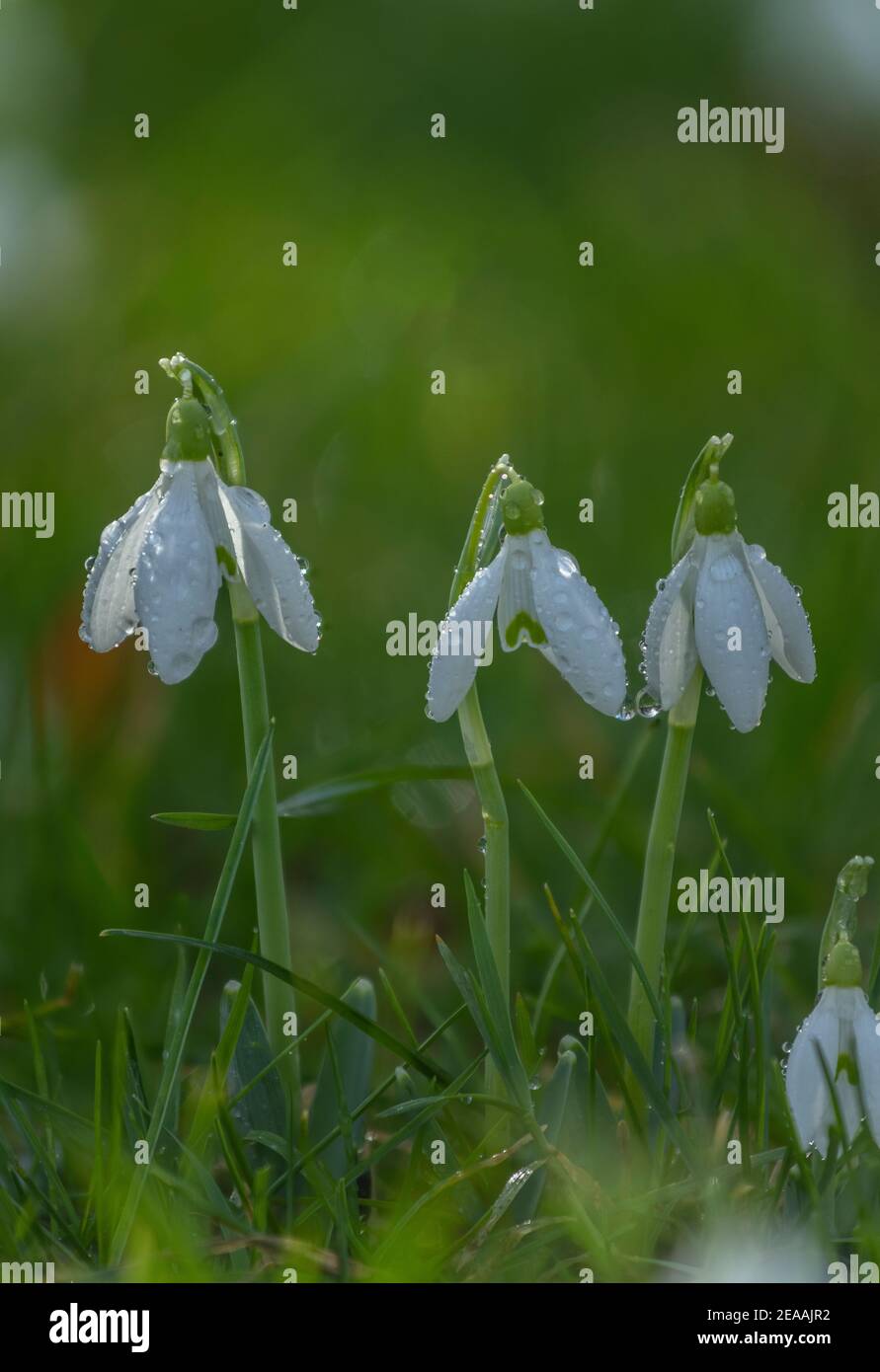Nevicate, Galanthus nivalis, in fiore in inverno, durante la doccia a pioggia. Naturalizzato nel Regno Unito. Foto Stock