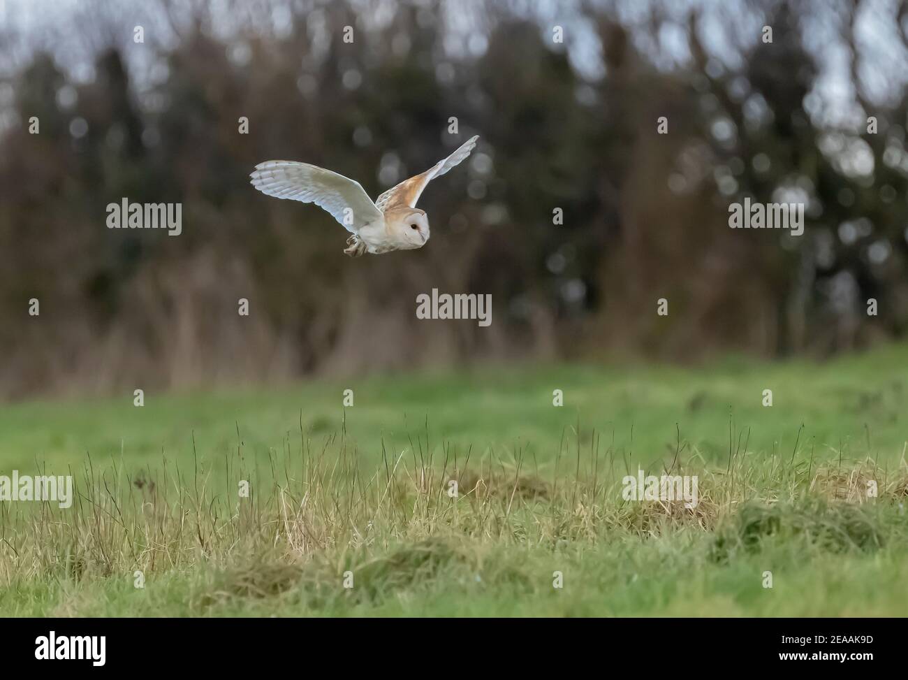 Gufo di fienile, Typto alba in volo su pascolo in inverno a mezzogiorno. Dorset. Foto Stock