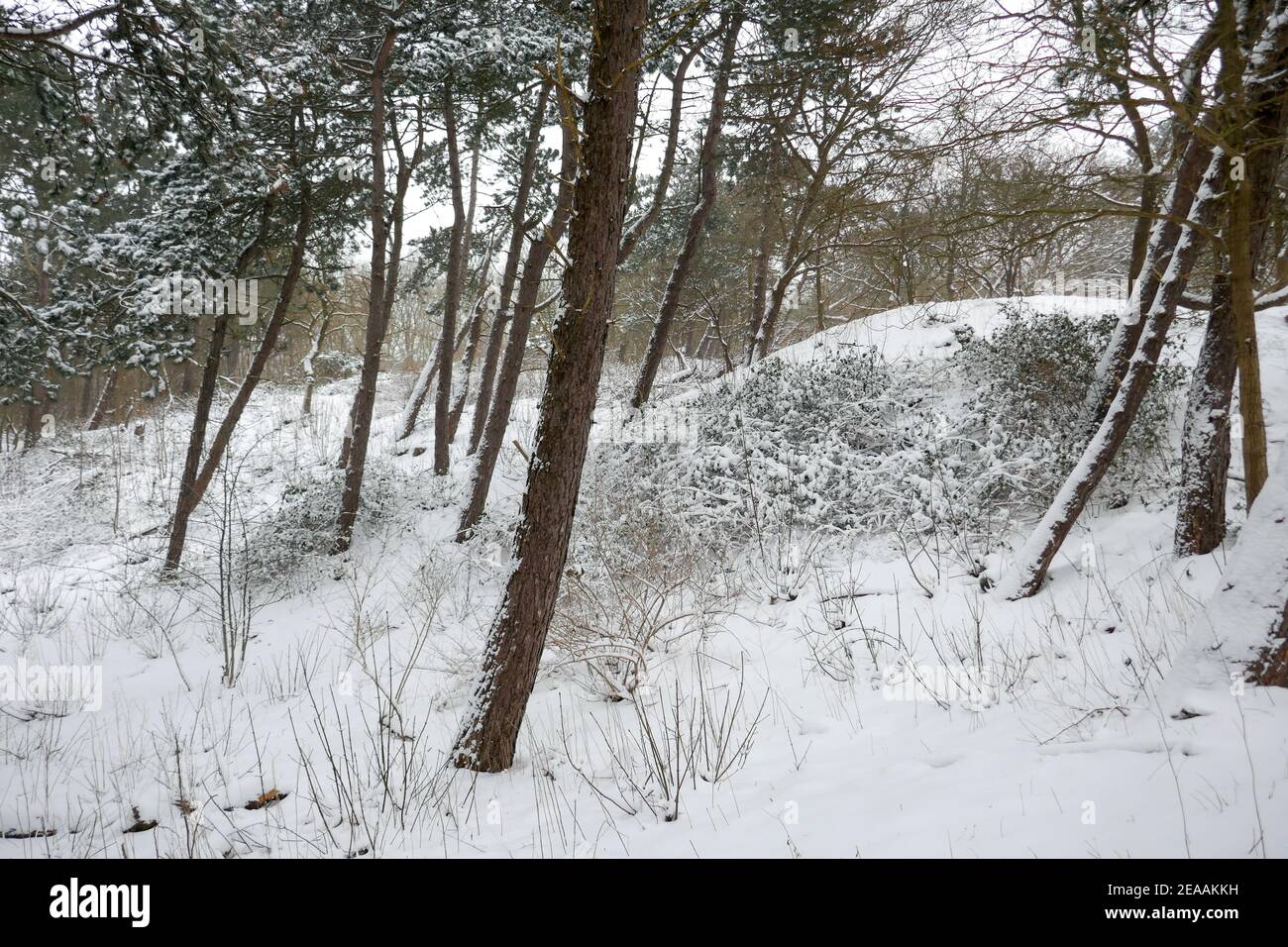 Neve nelle dune di Den Haag, Olanda Foto Stock