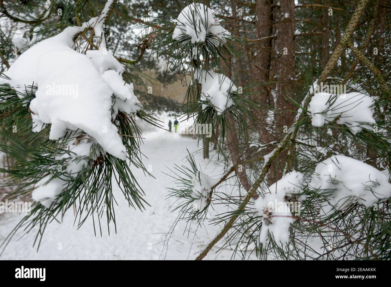 Neve nelle dune di Den Haag, Olanda Foto Stock