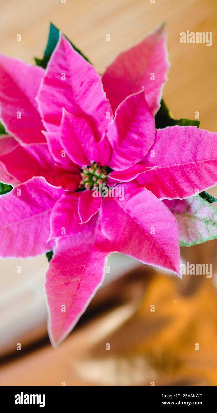 Stella dell'avvento, stella di Natale o poinsettia in rosa / rosa, primo piano Foto Stock