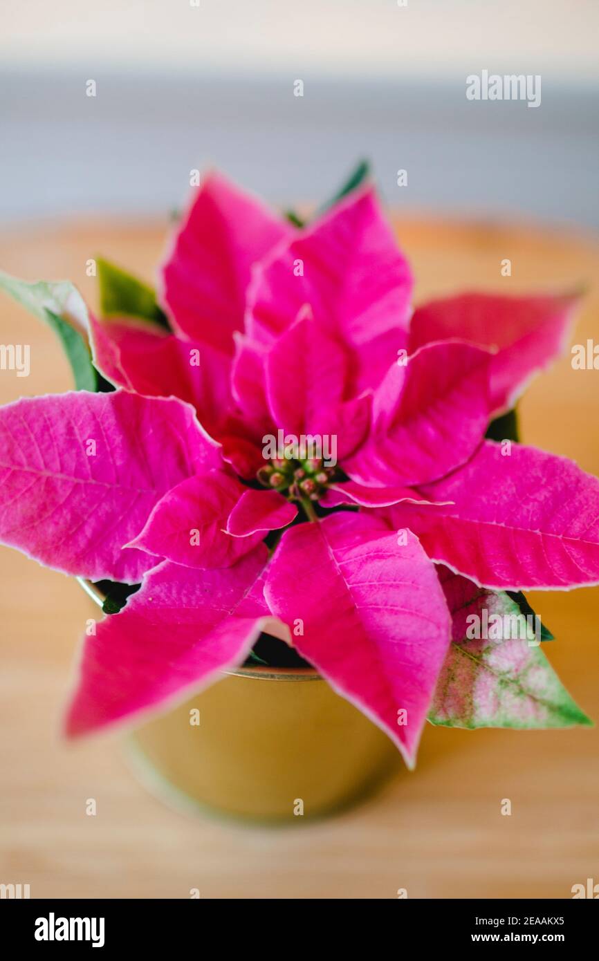 Stella dell'avvento, stella di Natale o poinsettia in rosa / rosa, primo piano Foto Stock