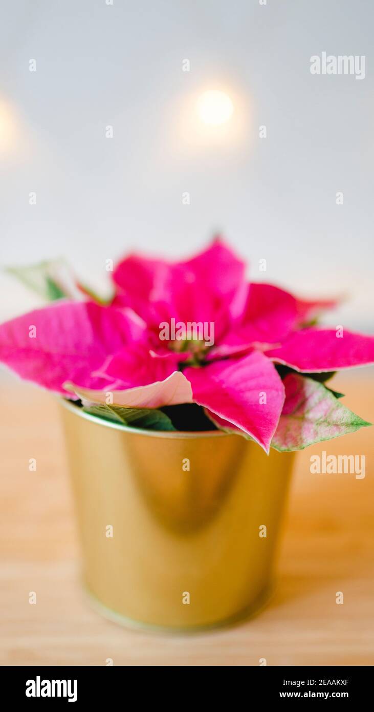 Stella dell'avvento, stella di Natale o poinsettia in rosa / rosa, primo piano Foto Stock