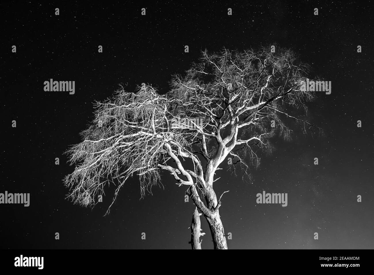 Corona di alberi asciutta sotto un cielo notturno pieno di stelle Foto Stock