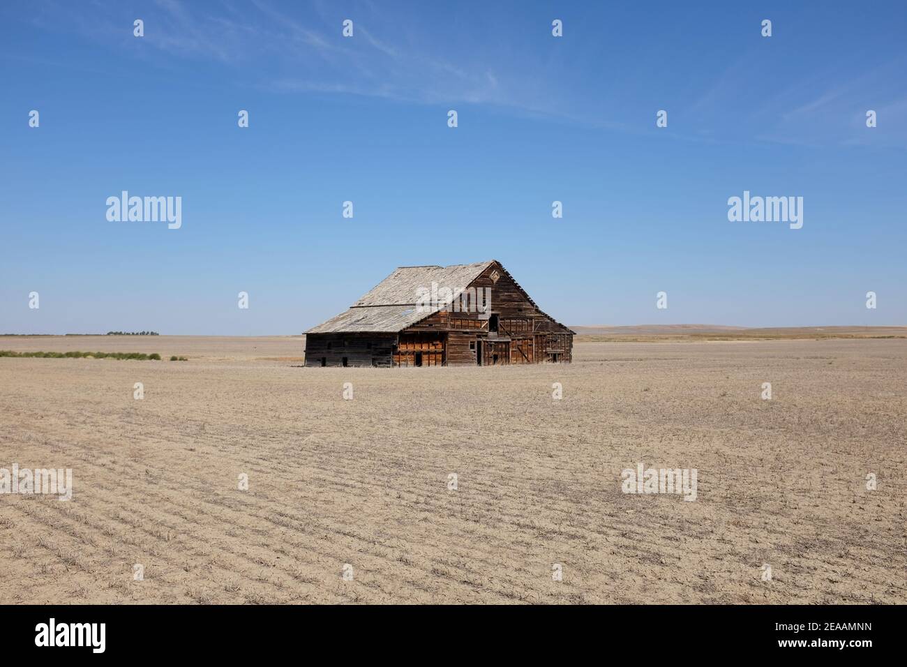 Abbandona fienile intemperie circondato da campo in Montana Foto Stock