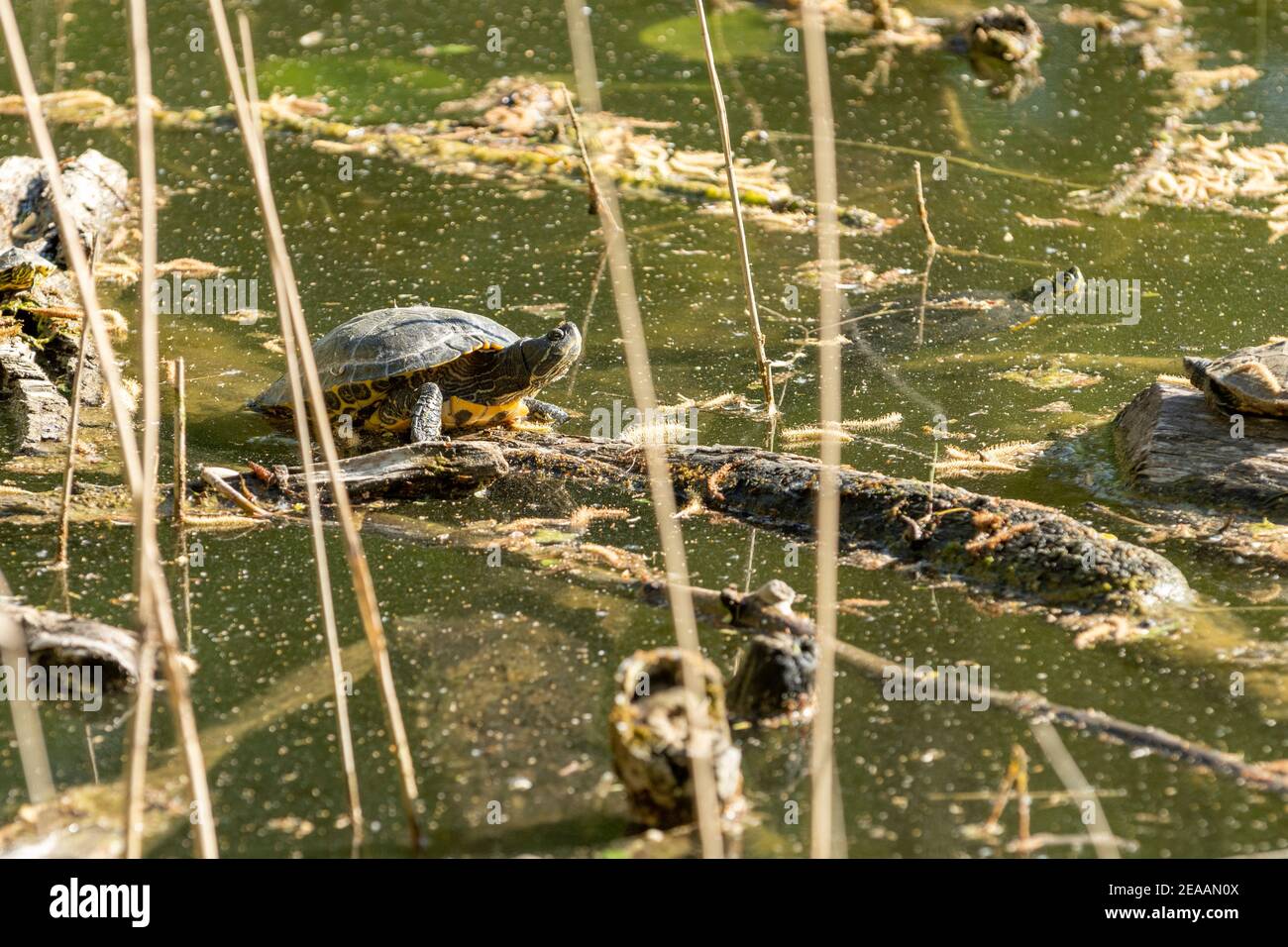 Germania, Baden-Wuerttemberg, Karlsruhe, tartaruga nell'Oberwaldsee. Foto Stock