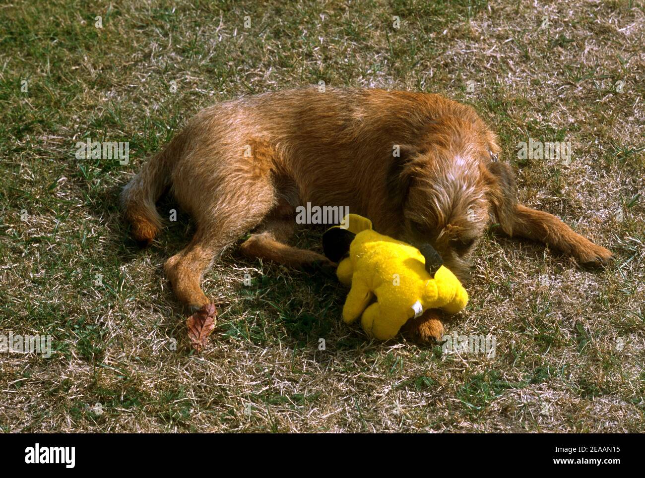 Border Terrier Puppy 5 mesi Vecchio masticare peloso giocattolo Foto Stock