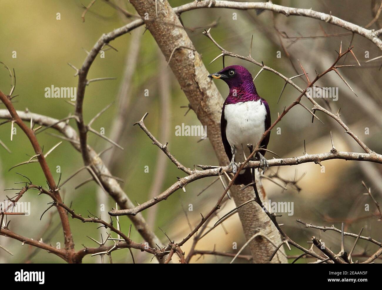 Starling a dorso violetto (Cinnyricincludes leucogaster verreauxi) maschio adulto appollaiato nel cespuglio di spine con preda di insetti nel parco degli elefanti di Bill Tembe, AF del Sud Foto Stock