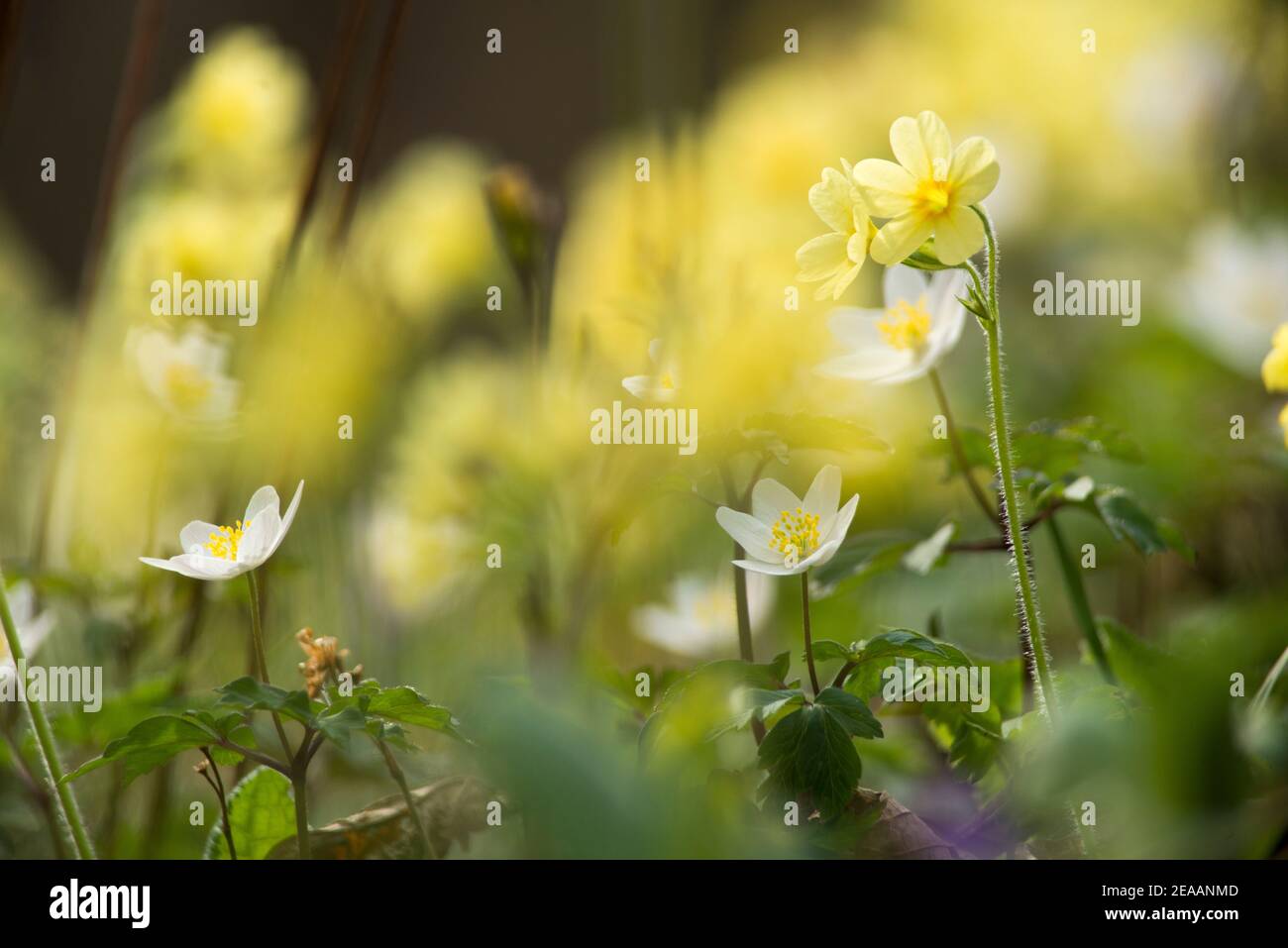 Anemoni di legno e fiori di chiave Foto Stock