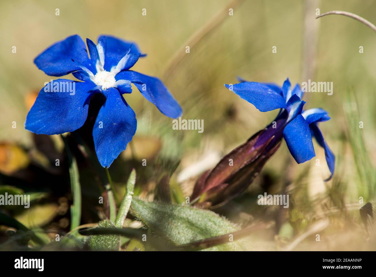 piccolo genziana blu Foto Stock