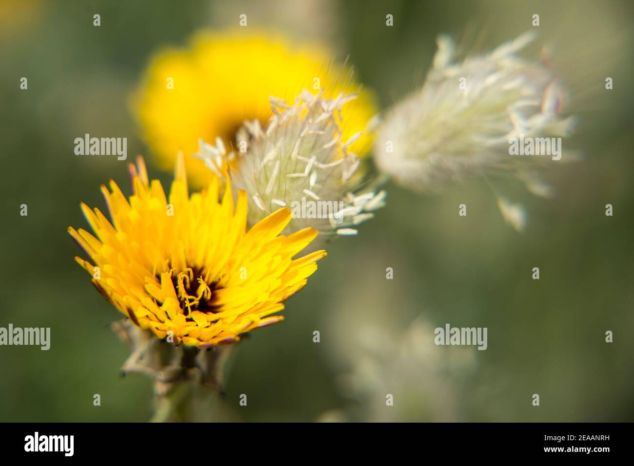 Lean prato fiore Mallorca Foto Stock