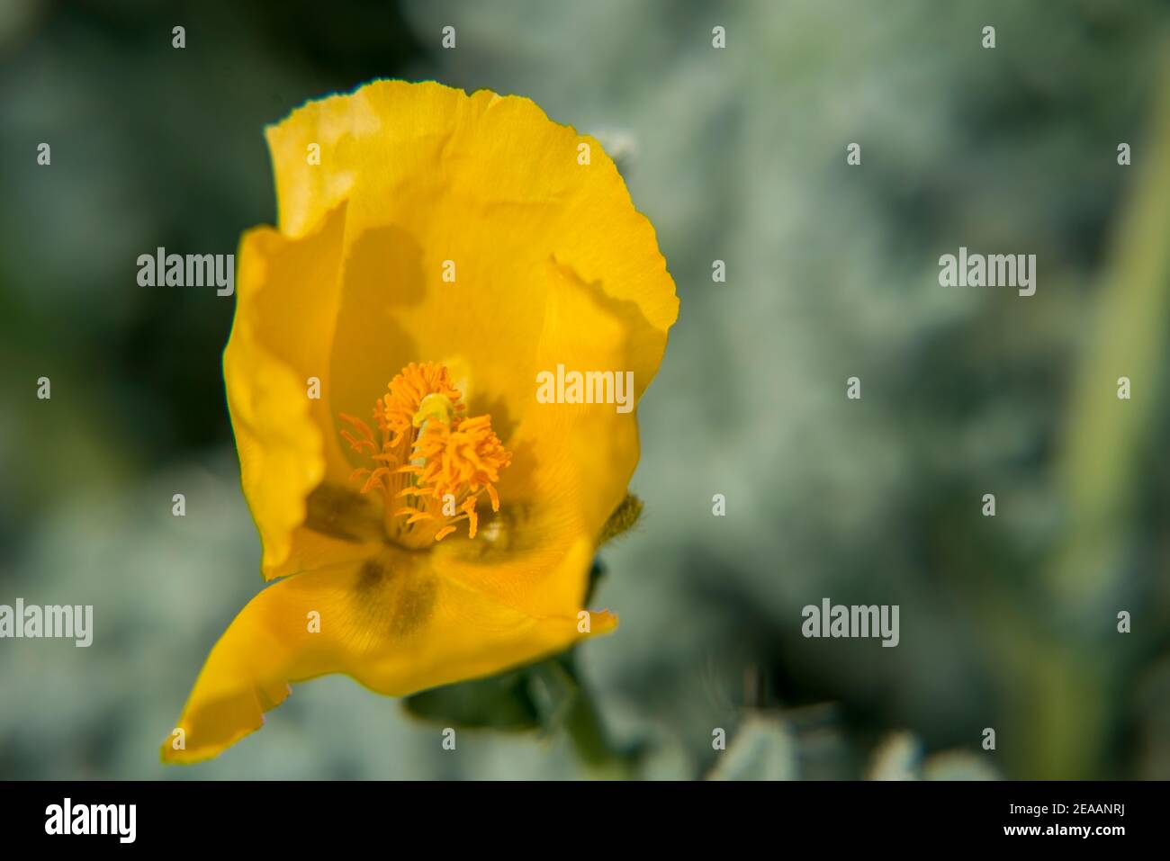 Lean prato fiore Mallorca Foto Stock