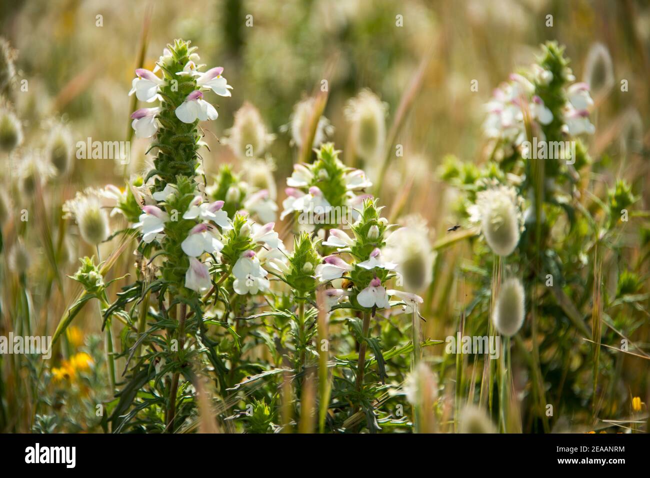 Lean prato fiore Mallorca Foto Stock