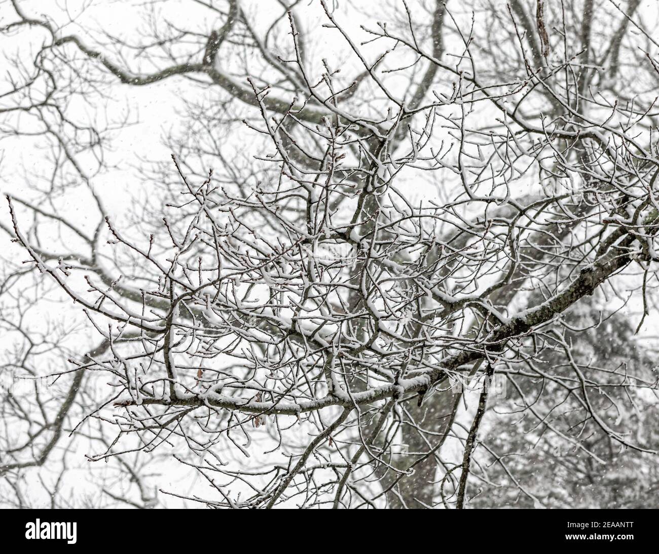 Coperta di neve alberi Foto Stock