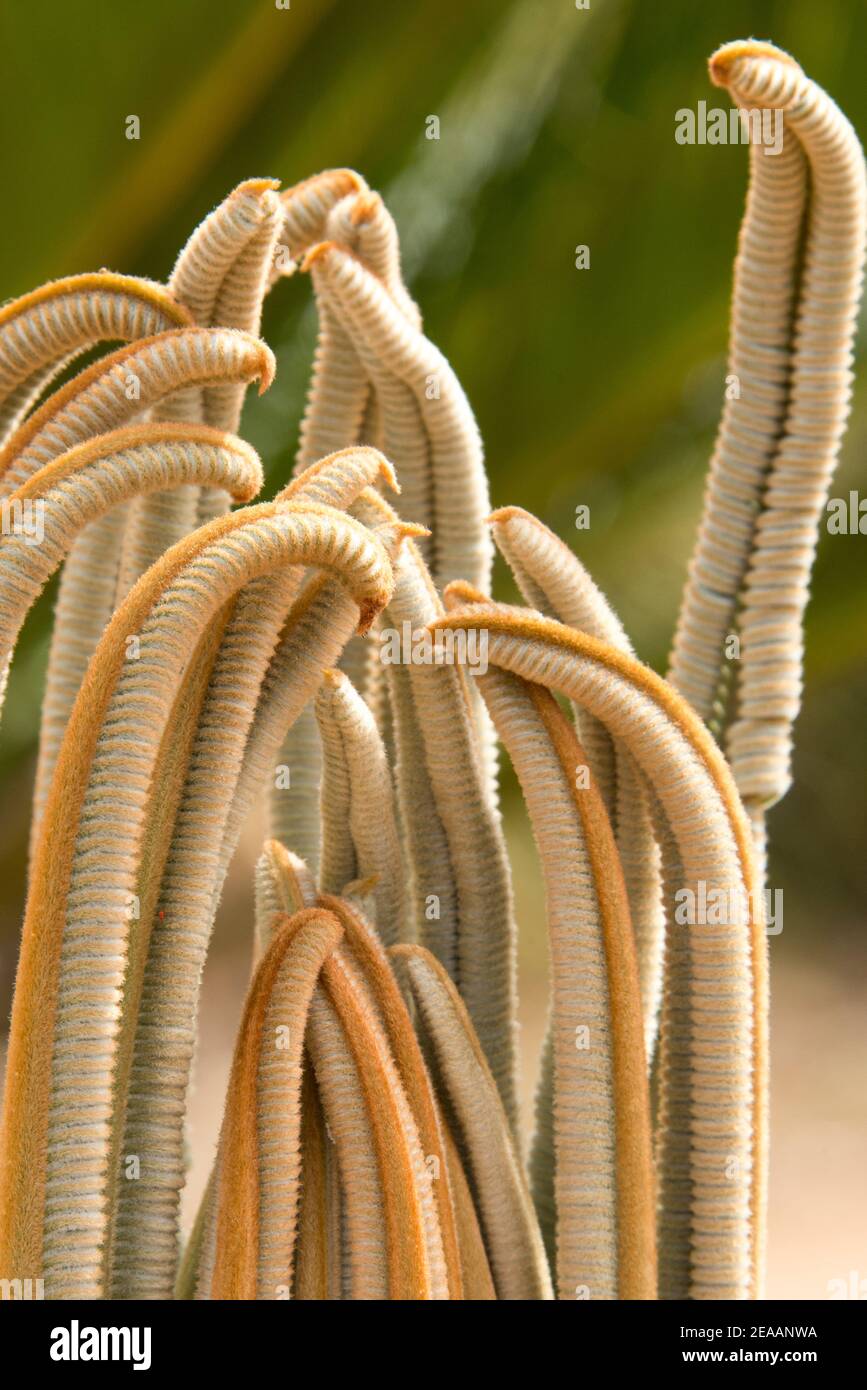 Tentacoli di una palma di sago nel giardino di Botanicactus Maiorca Foto Stock