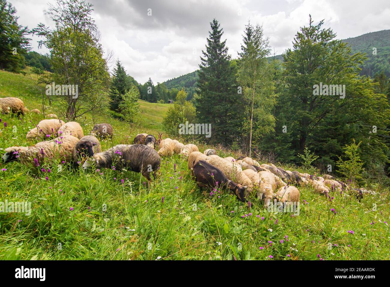 Il gregge di pecore pazza nel verde campo delle colline. Agricoltura rurale. Foto Stock