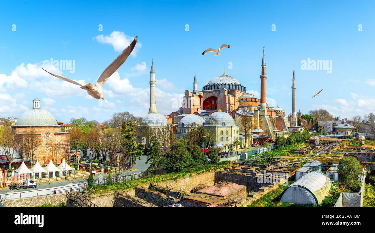 Gabbiani e Hagia Sophia al giorno ad Istanbul in Turchia Foto Stock