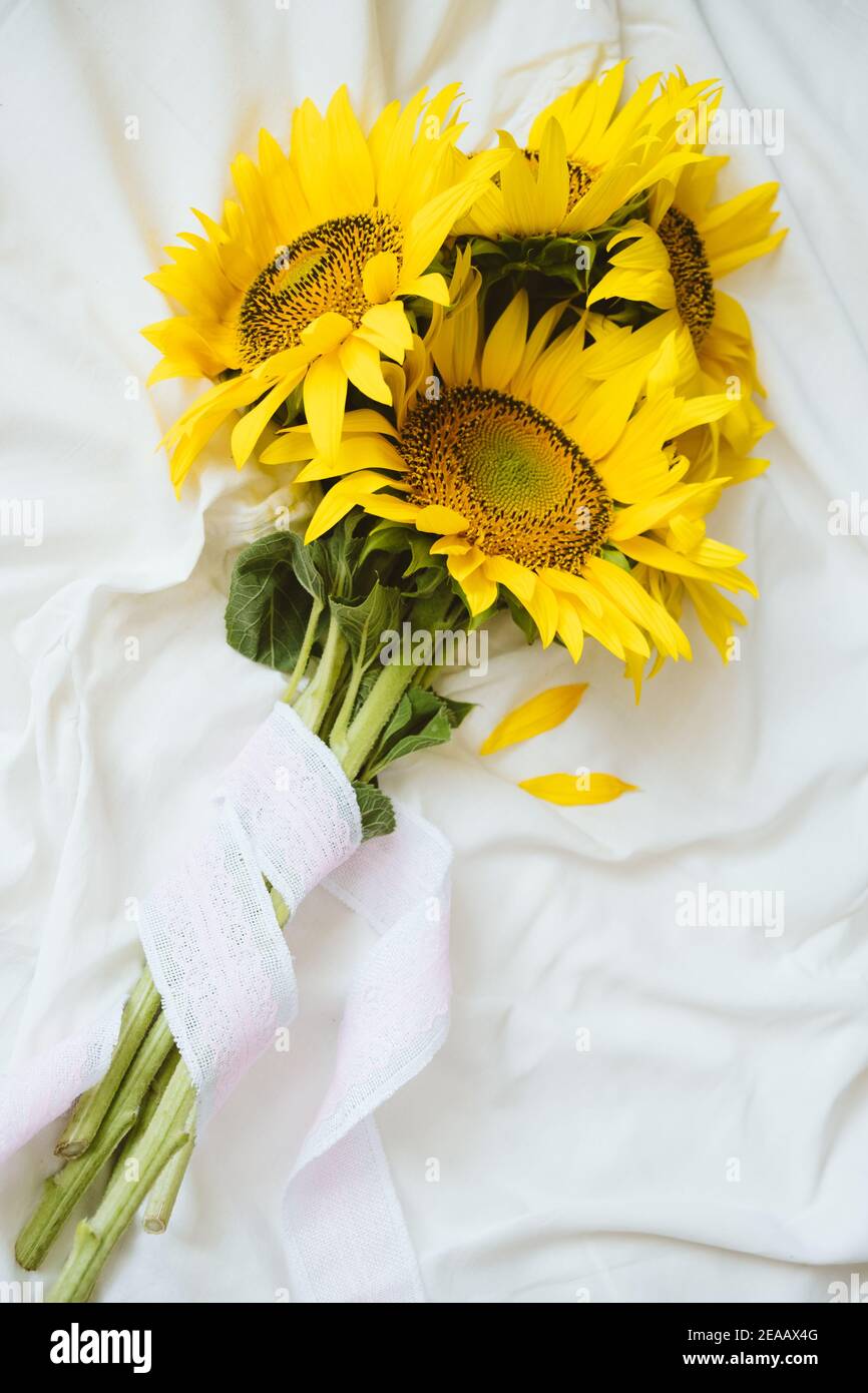 Autentico bouquet di girasoli giallo candido su fondo bianco di tessuto. Sfondo con bouquet di girasoli gialli su lenzuolo bianco. Giorni di sole Foto Stock