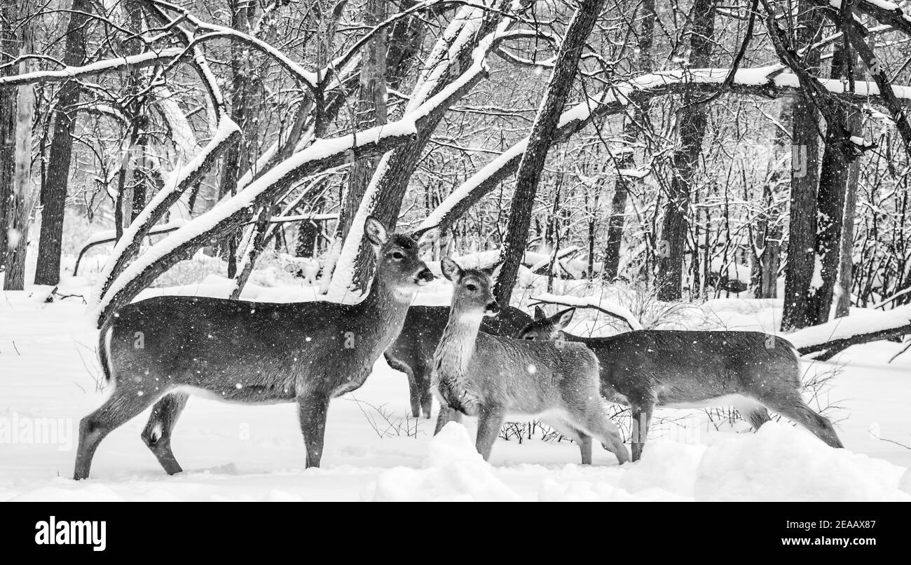la fauna selvatica dei cervi della coda bianca nella tempesta di neve della foresta Foto Stock