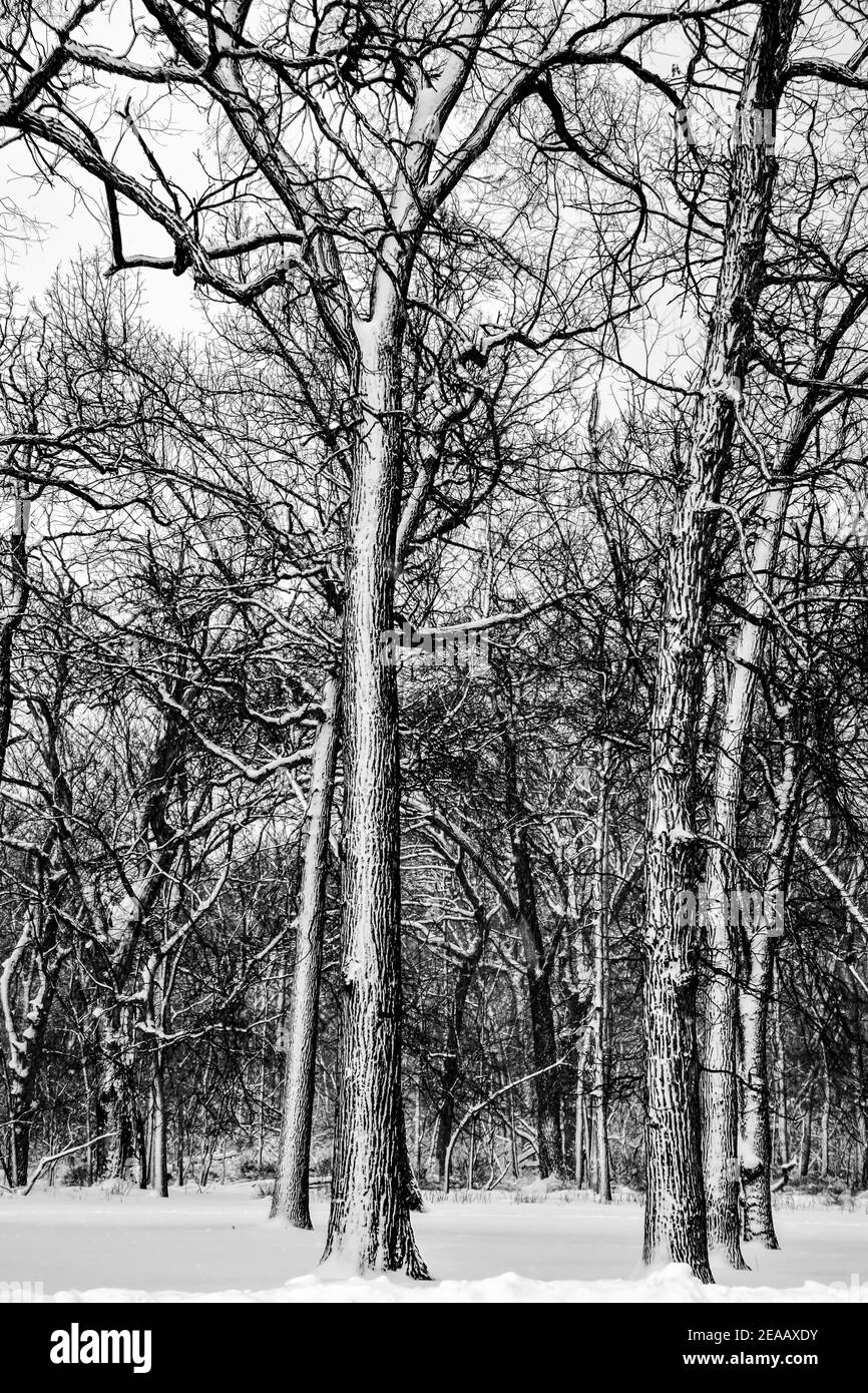 alberi ricoperti di neve nella foresta dopo la tempesta di neve Foto Stock