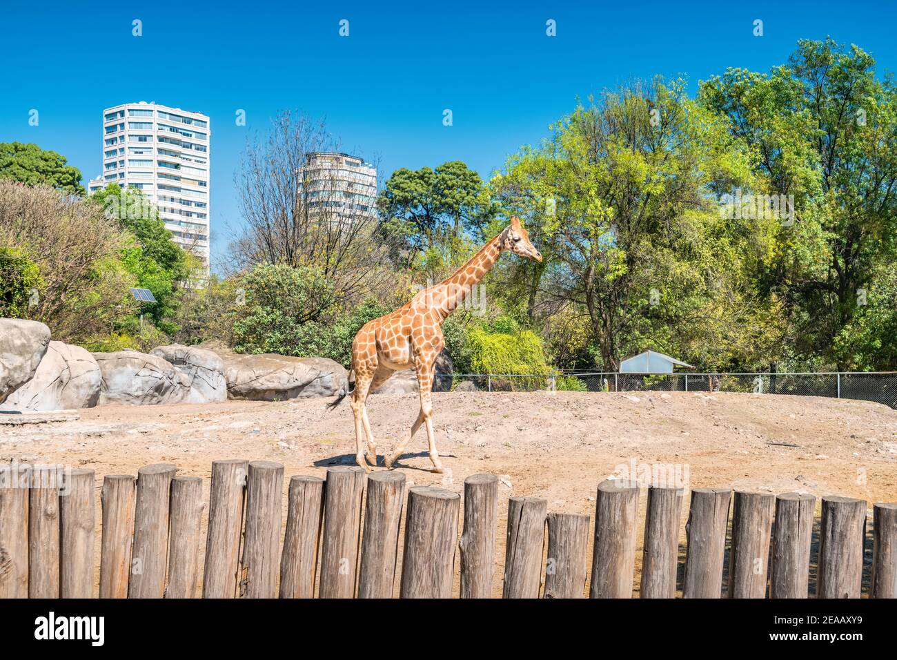 Giraffe nello zoo di Chapultepec a Città del Messico, Messico, in una giornata di sole. Foto Stock