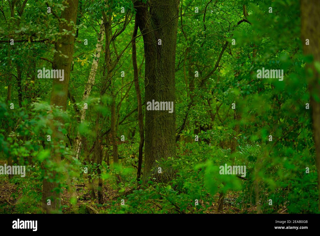 Foresta di quercia in Germania, nitidezza selettiva Foto Stock