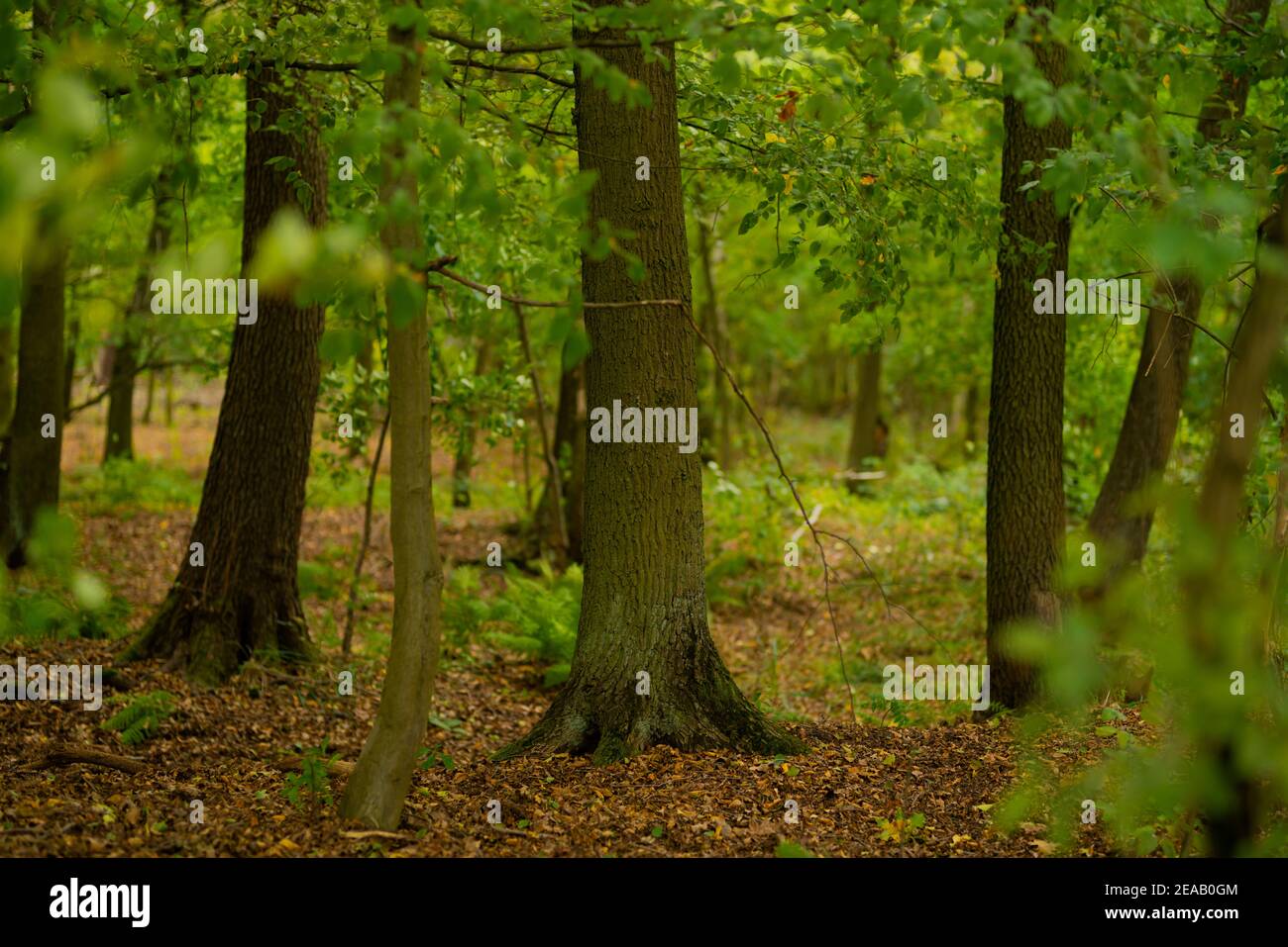 Foresta di quercia in Germania, nitidezza selettiva Foto Stock