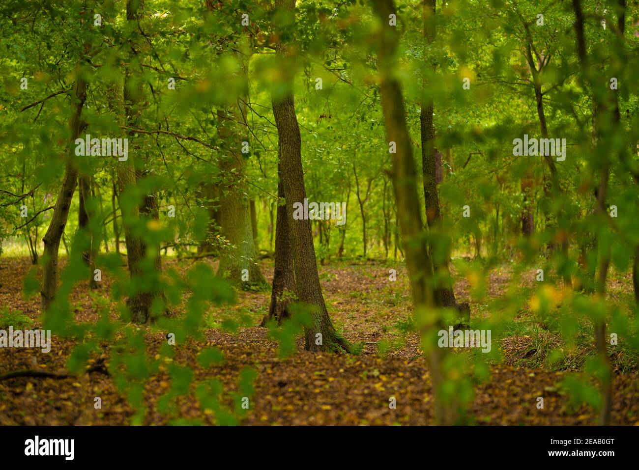 Foresta di quercia in Germania, nitidezza selettiva Foto Stock