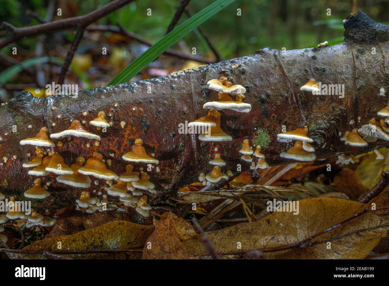 Funghi di albero su un ramo nella foresta, Lackporling lucido (Ganoderma lucido), Baviera, Germania, Europa Foto Stock