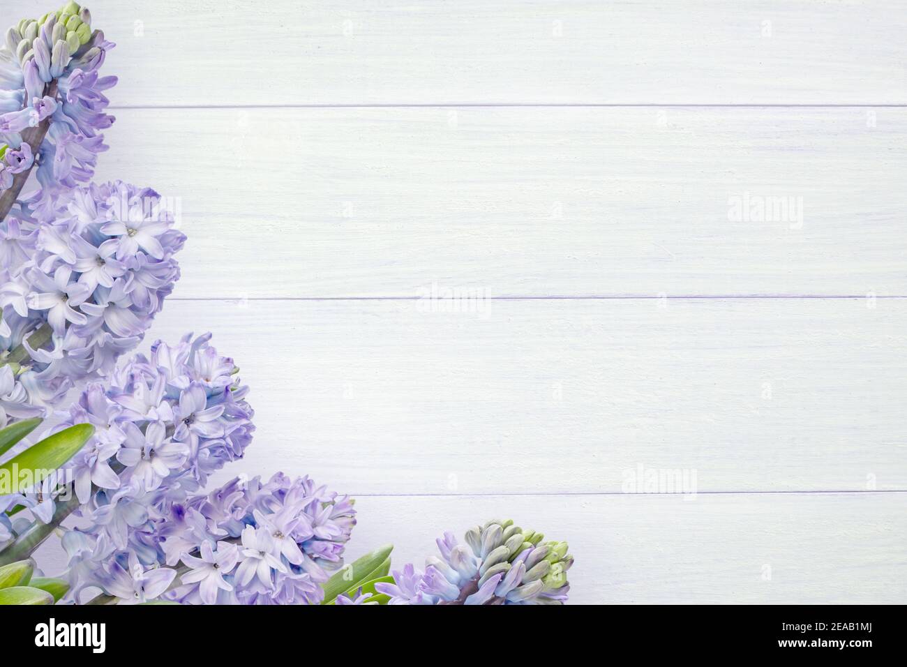 Giacinto fiori viola e gemme sullo sfondo bianco ruvido tavole di legno dipinte. Biglietto d'auguri per la primavera. Foto Stock