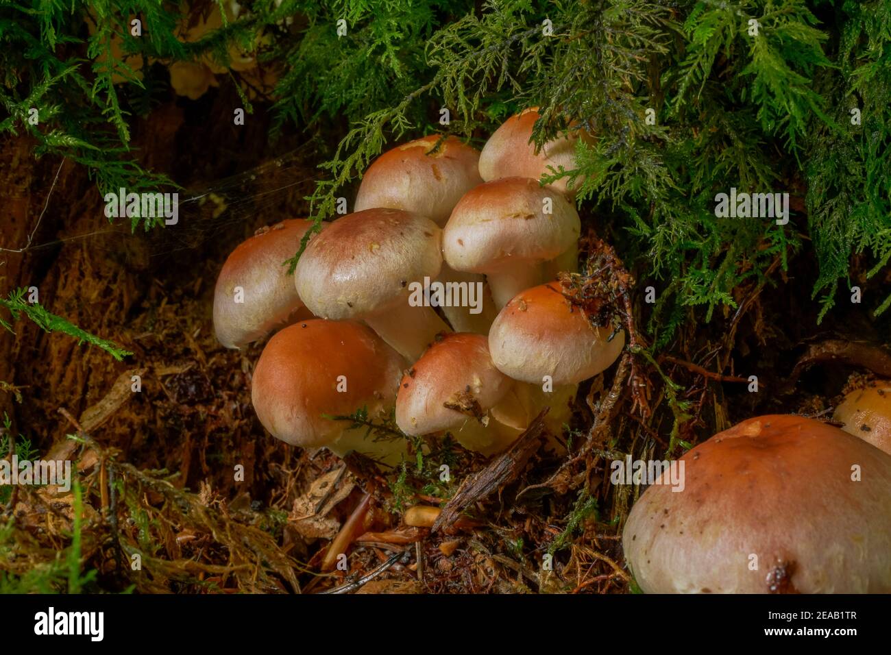 Testa di zolfo rosso mattone (Hypholoma lateritium), Baviera, Germania, Europa Foto Stock