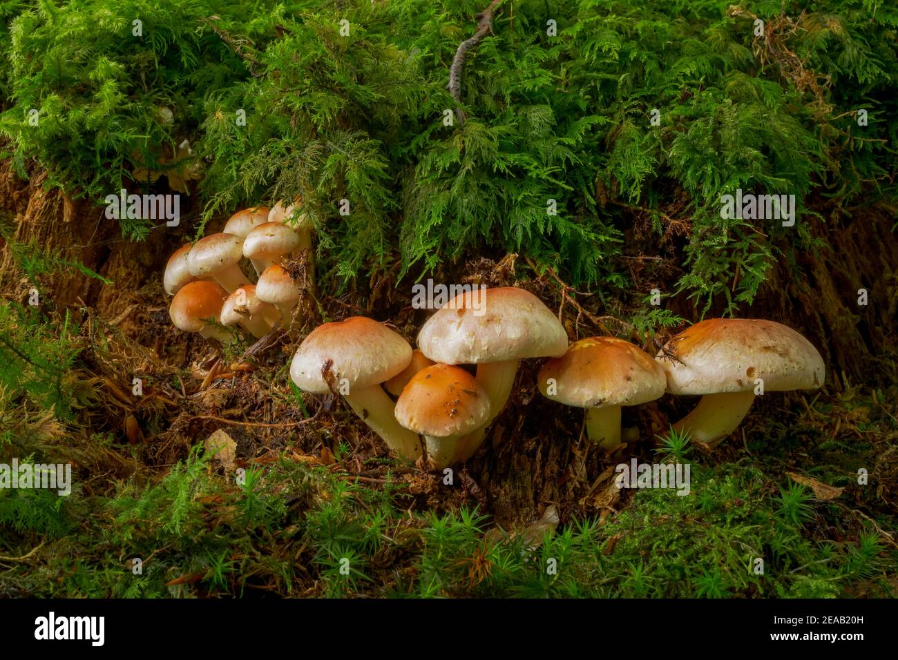 Testa di zolfo rosso mattone (Hypholoma lateritium), Baviera, Germania, Europa Foto Stock