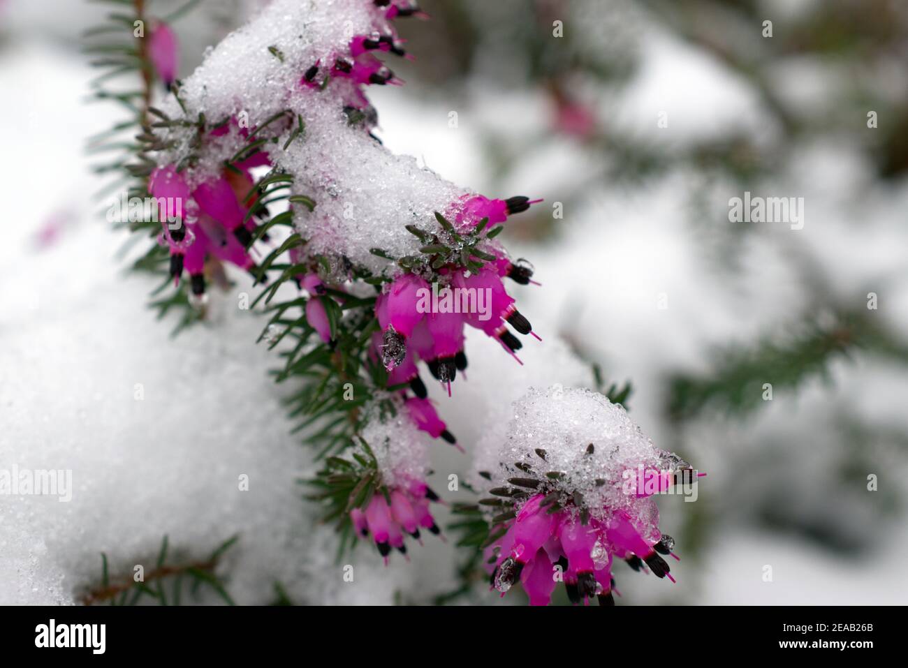 Fiori viola su Bell Heather (Erica cinerea) nella neve d'inverno in Sussex, Inghilterra, Regno Unito. Foto Stock