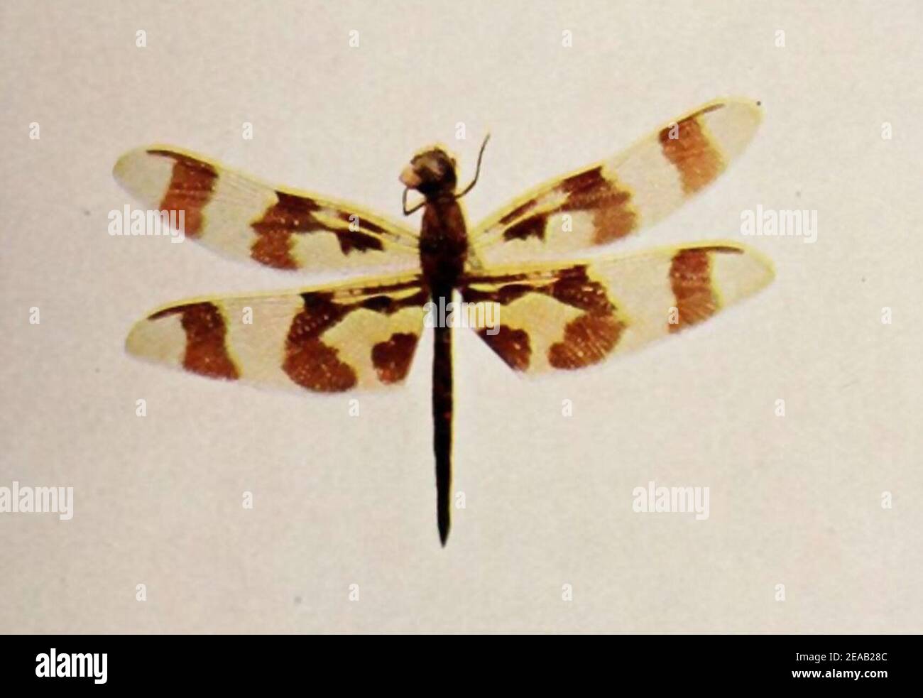 Natura vicini - Celithemis eponina. Foto Stock
