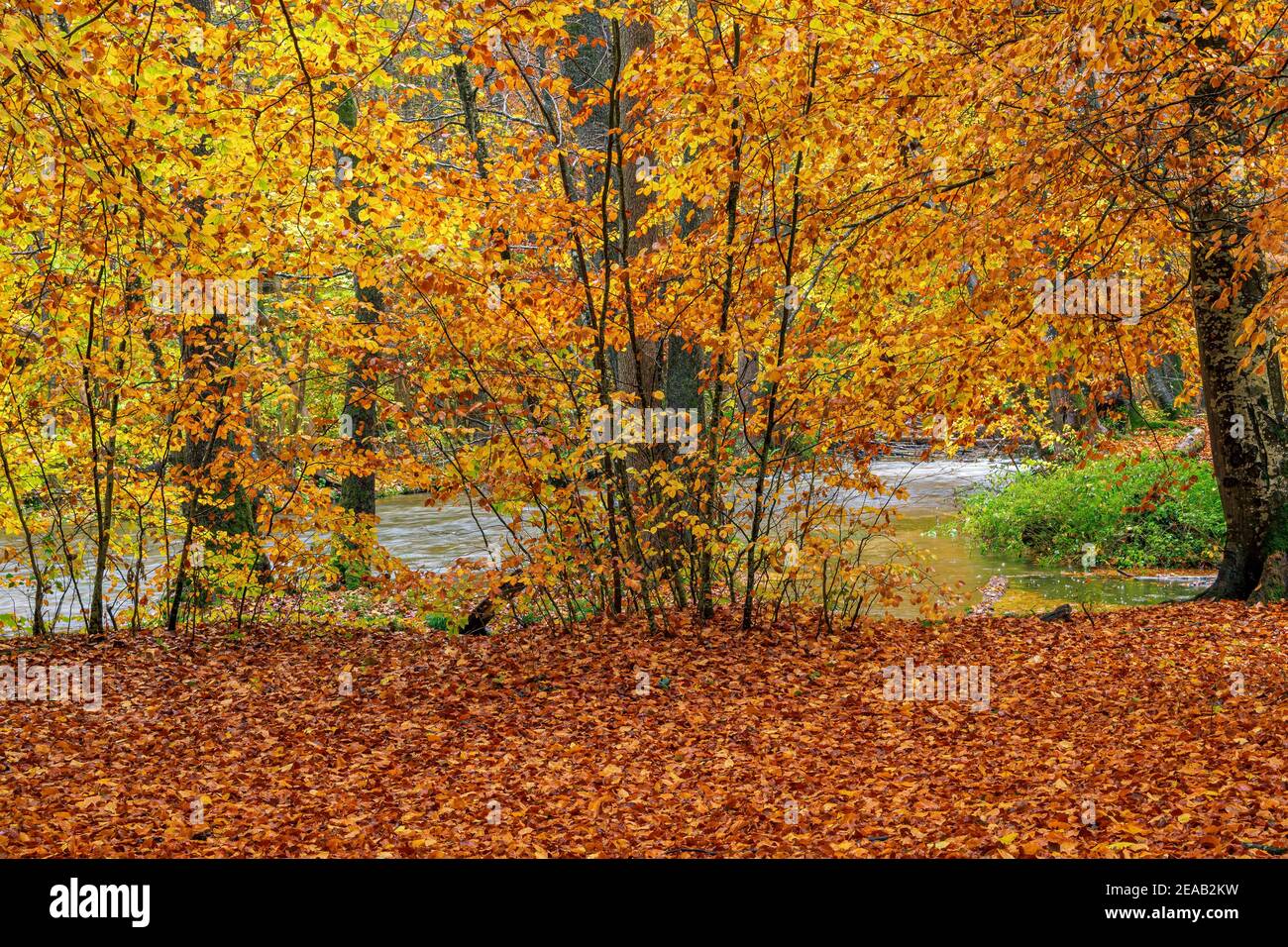 Giorno di autunno piovoso nella Würmtal tra Starnberg e Gauting, Baviera, Germania, Europa Foto Stock