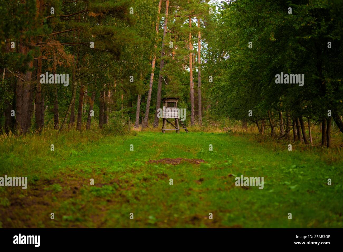 In alto per un cacciatore nella foresta al fine di una cancellazione Foto Stock