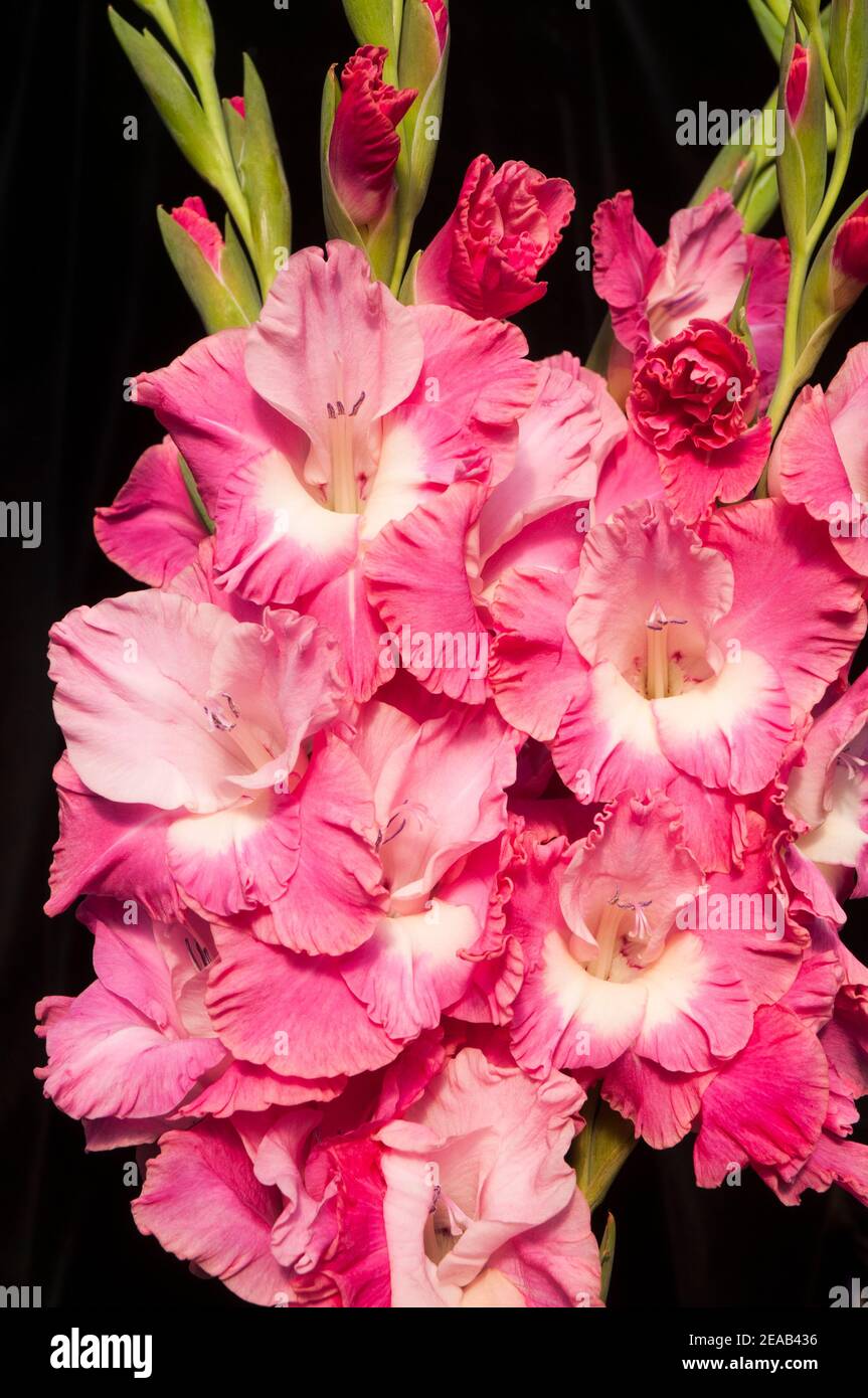 Primo piano di grandi fiori e boccioli di rottura d'estate Fiori Gladiolus Rosa fiori con gola bianca contro uno sfondo nero Foto Stock