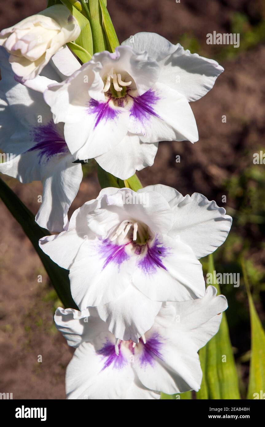 Primo piano di grandi fiori di Gladiolus Ysatis in fioritura estiva fiori bianchi con marcature viola in gola Foto Stock