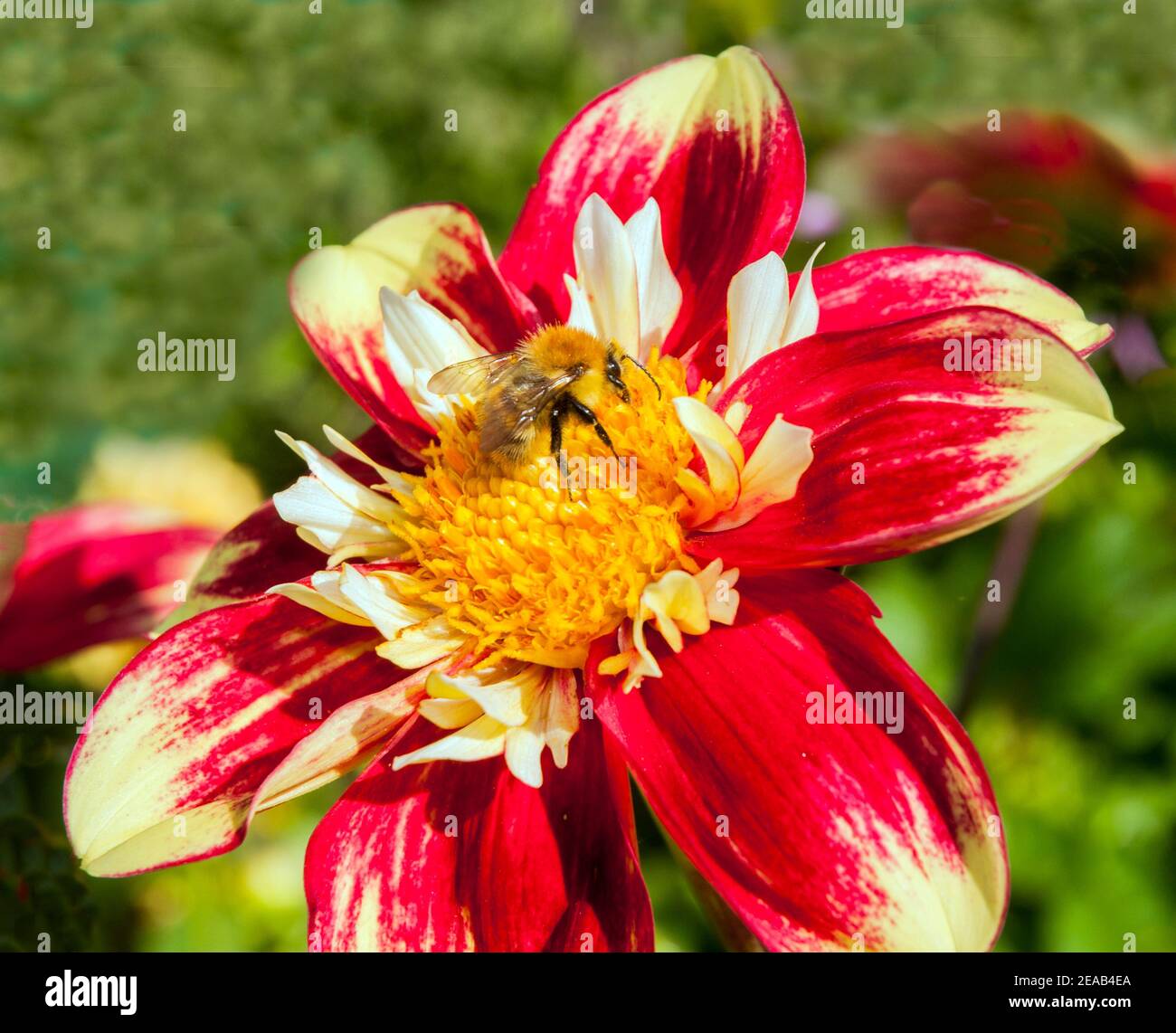 Bumble Bee Bombus pascuorum collezionare nettare su Danum torcia dahlia Nel mese di settembre per immagazzinare per nidi di alimentazione invernali a terra o sopra in nidi di uccelli Foto Stock